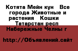 Котята Мейн кун - Все города Животные и растения » Кошки   . Татарстан респ.,Набережные Челны г.
